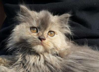 Болезни почек у кошек Фото