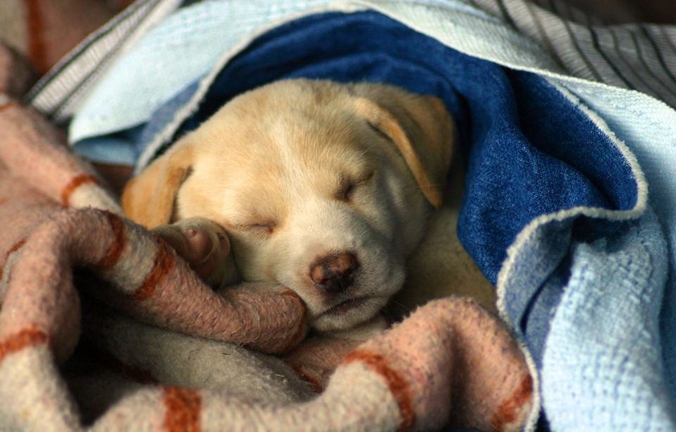 Простуда у собак