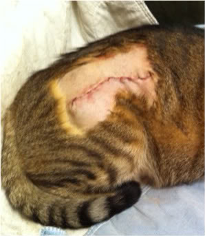 Опухоли, рак у кошек Фото