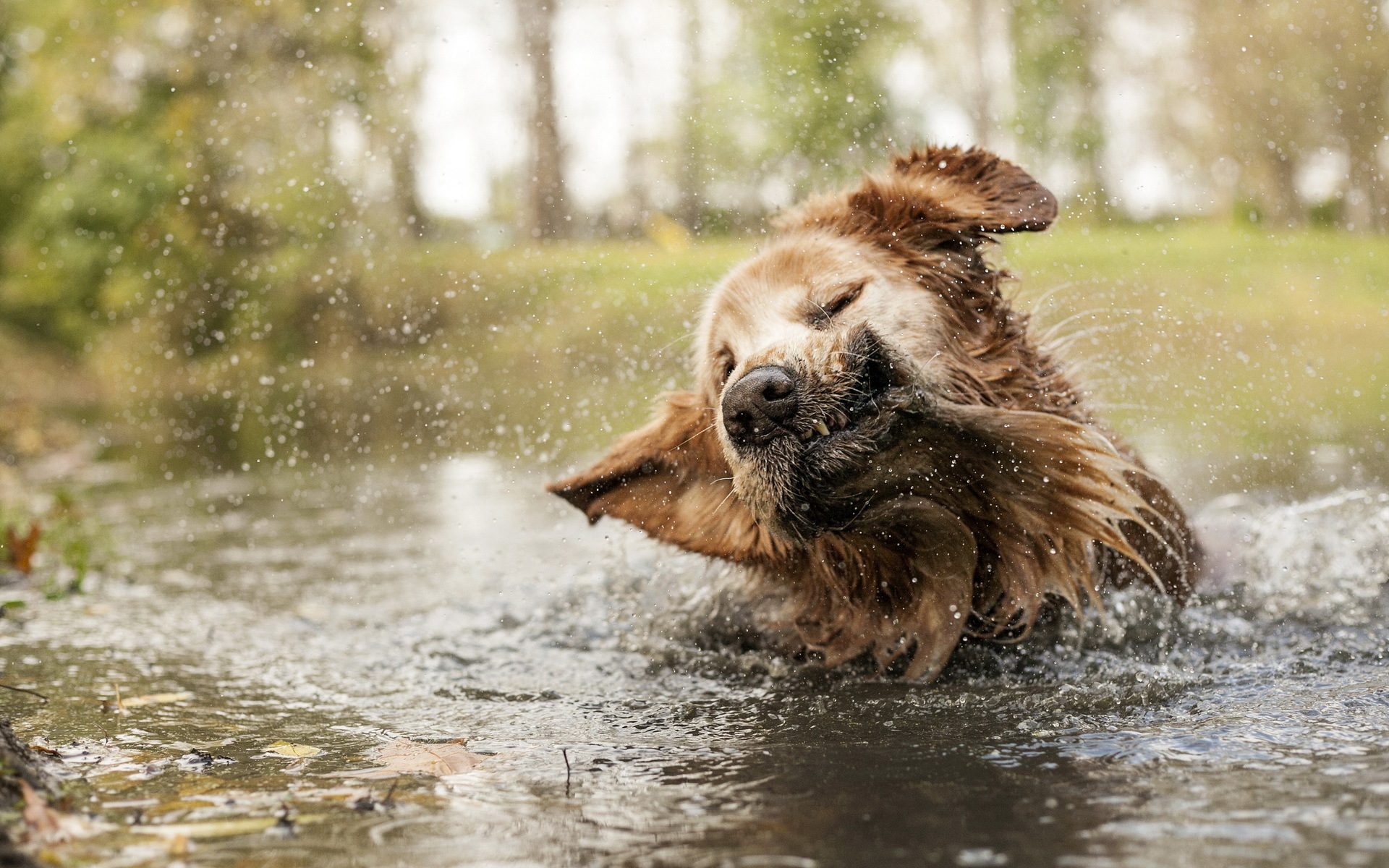 Токсоплазмоз у собак Фото