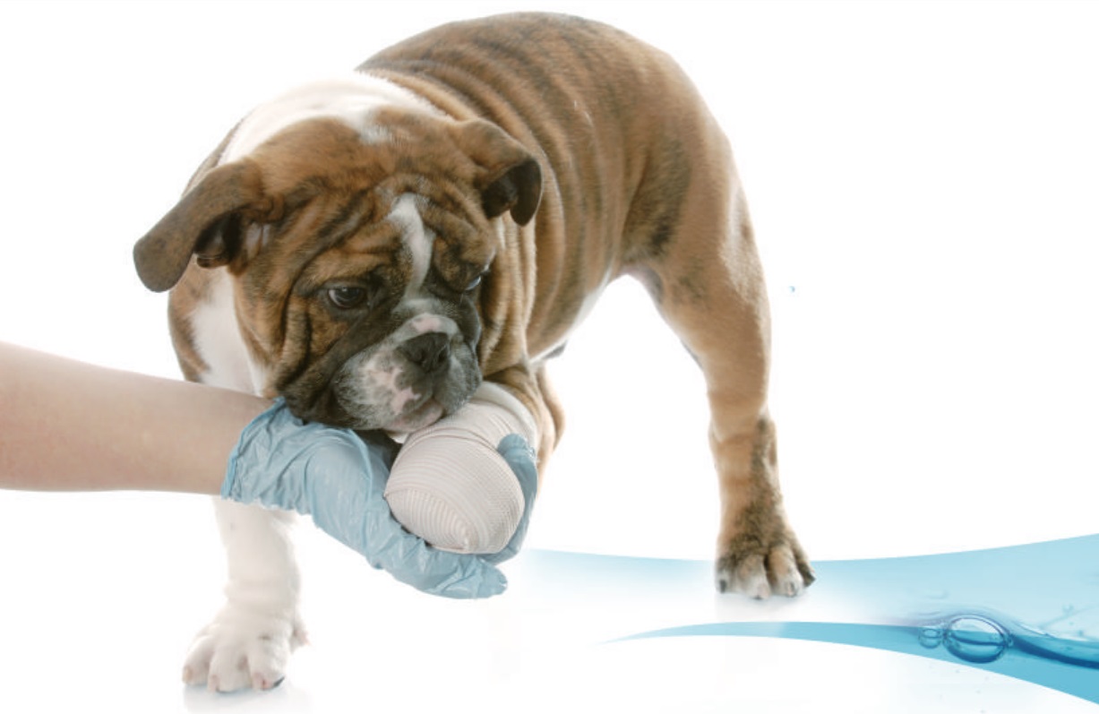 Водная беговая дорожка для собак Фото