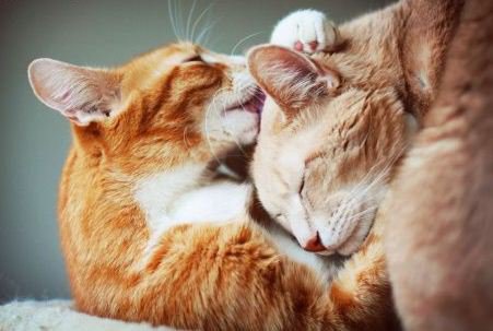 Вязка кошек Фото