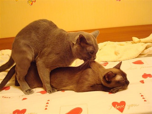 Вязка кошек Фото