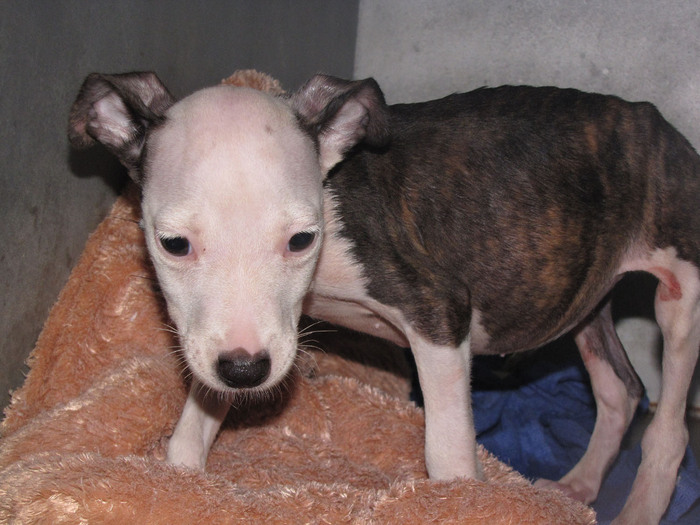 Вздутие живота у собак