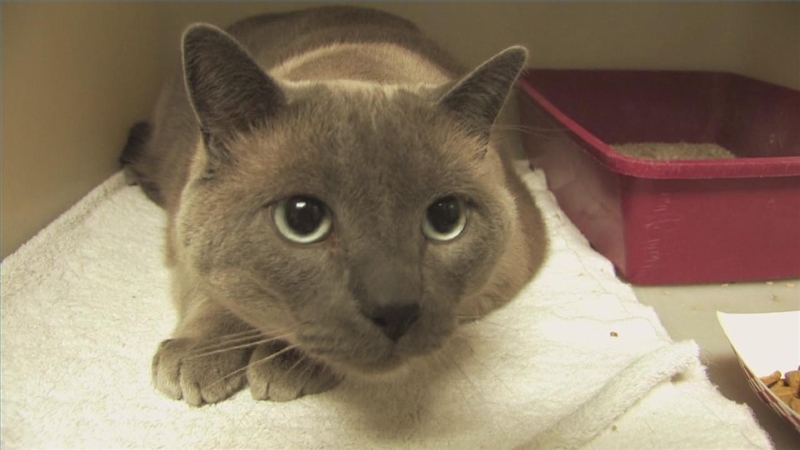 Запоры у кошек Фото