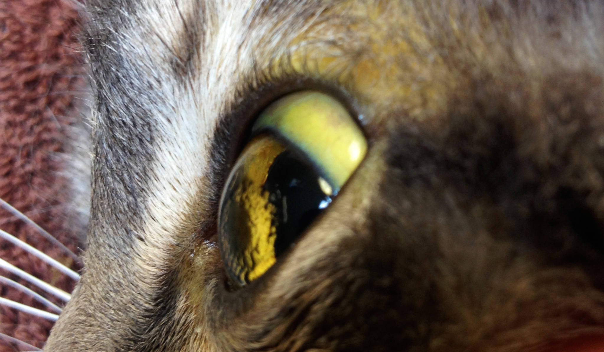 Желтуха у кошек