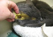 Желтуха у кошек