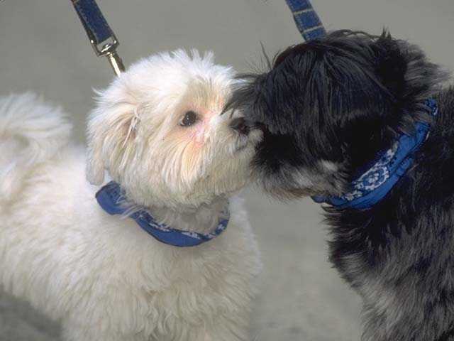 Микоплазмоз у собак Фото