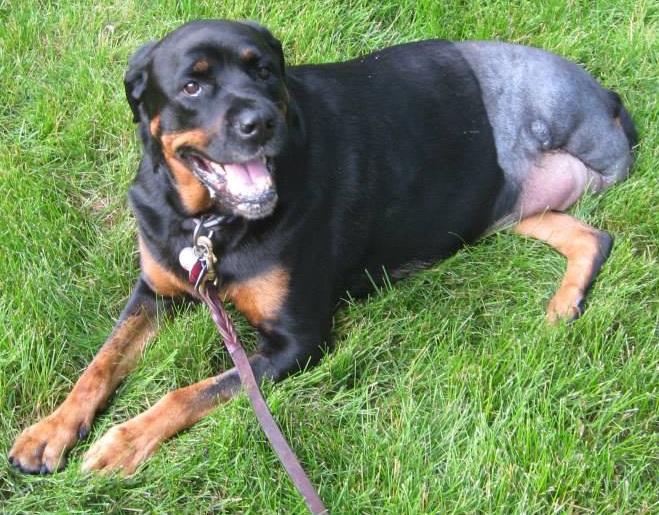 Остеосаркома у собак Фото