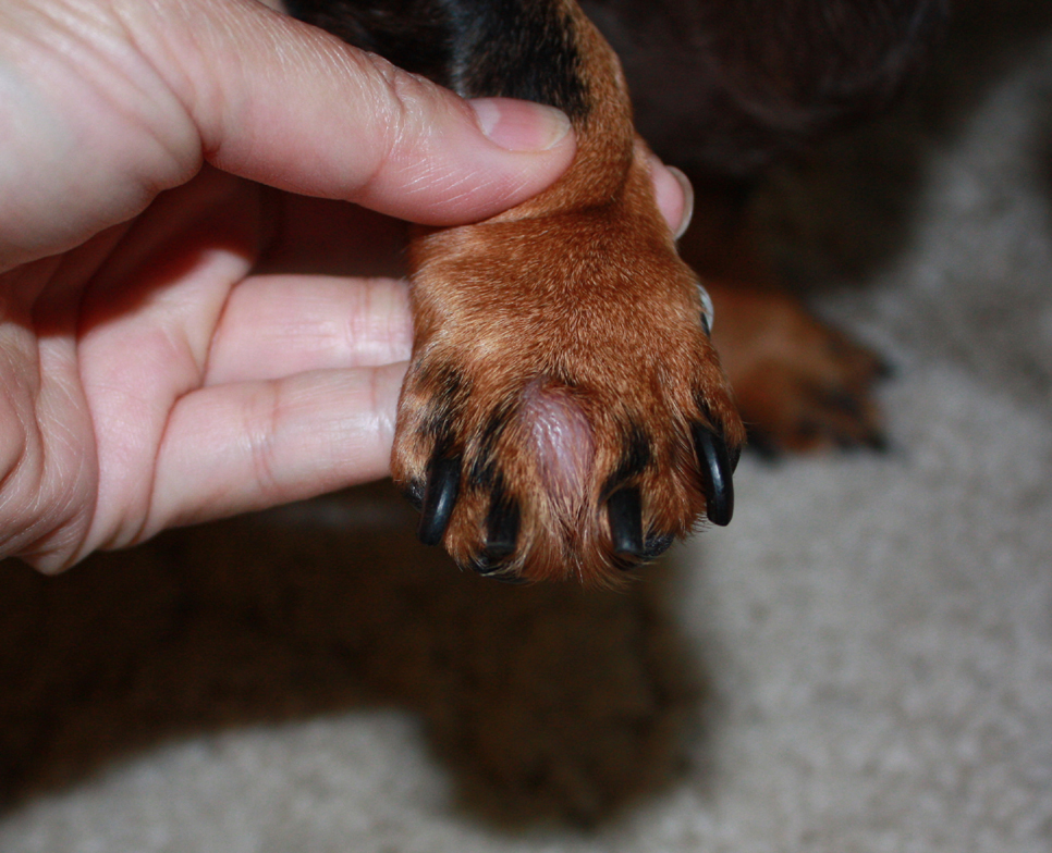 Абсцессы у собак Фото