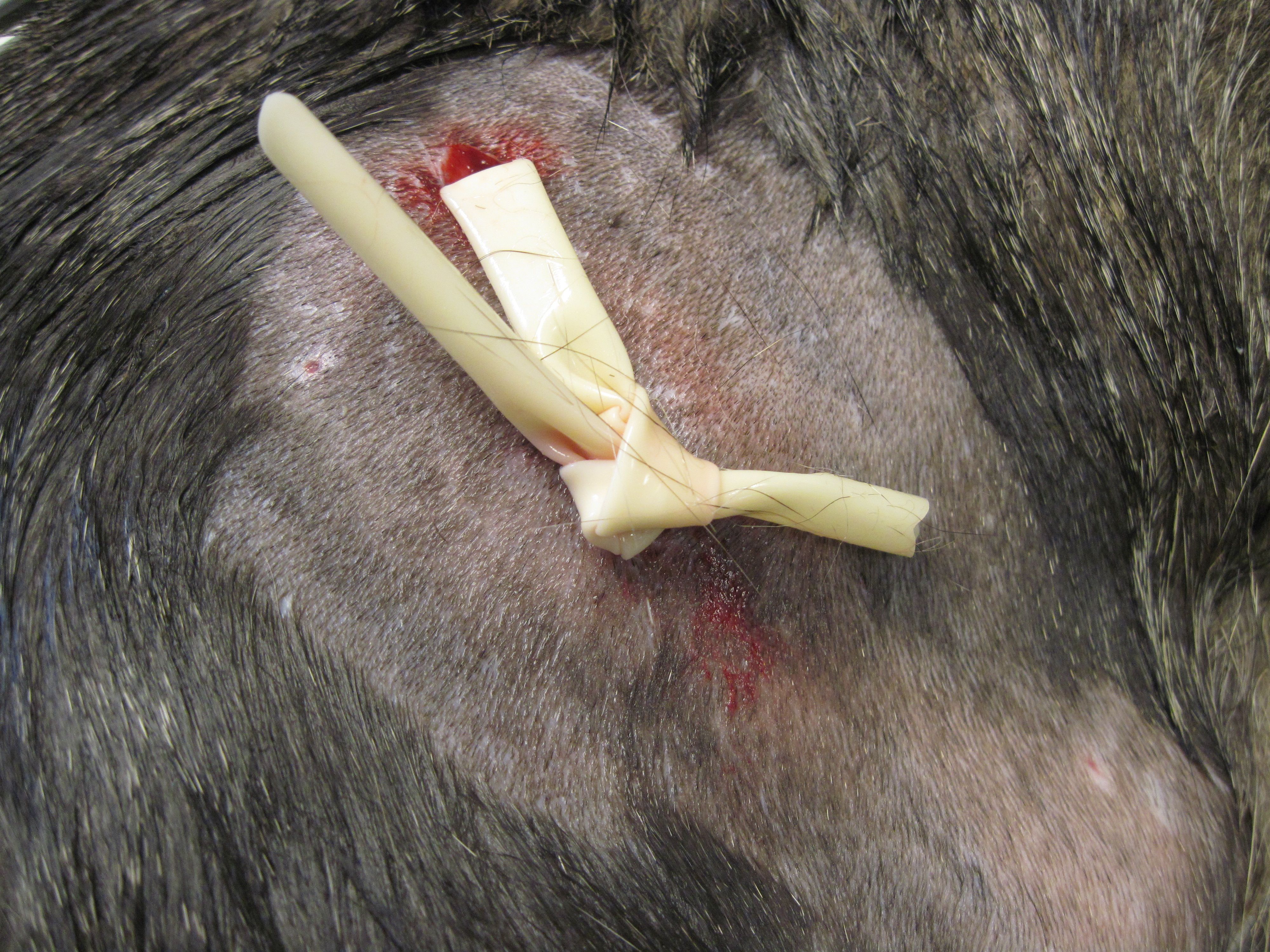 Абсцессы у собак Фото