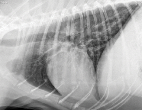 Бронхит у кошек Фото