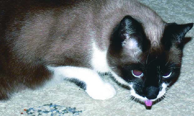 Бронхит у кошек Фото