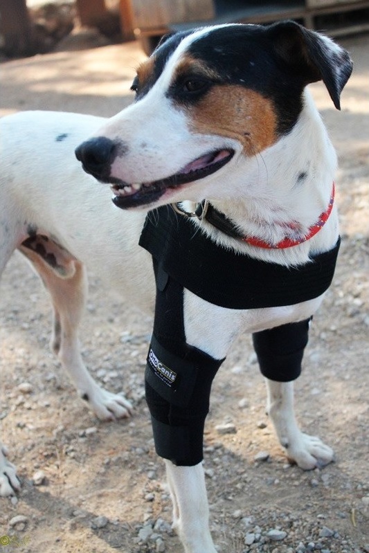 Бурсит у собак Фото