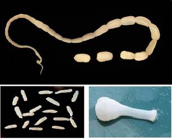 Огуречный цепень (Дипилидиоз) у собак и кошек Фото