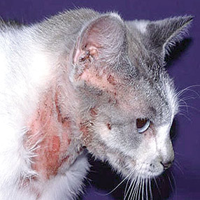 Экзема у кошек Фото