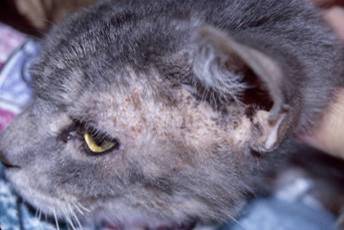 Экзема у кошек Фото