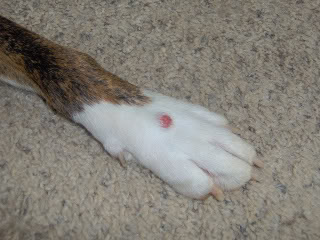 Гистиоцитома у собак Фото