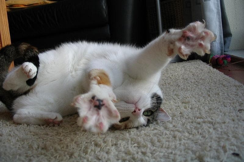 Эпилепсия у кошек Фото