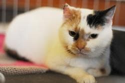 Колит у кошек Фото