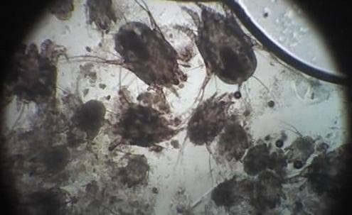 Лечение отодекоза у собак