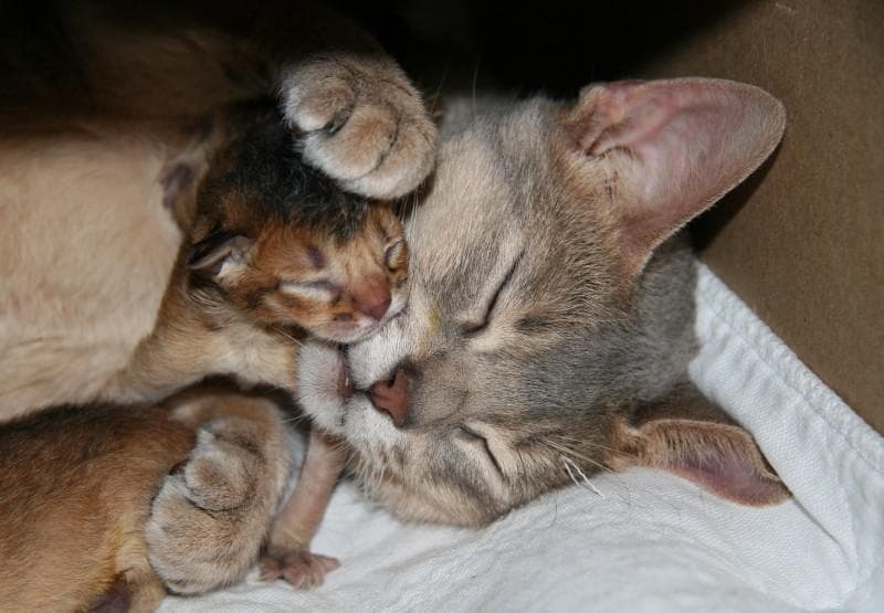 Роды у кошек