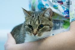 Токсоплазмоз у кошек Токсоплазмоз у кошек