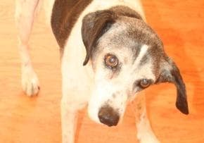 Инсульт у собак Фото