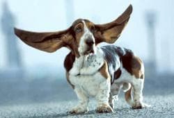 У собаки чешутся уши Фото