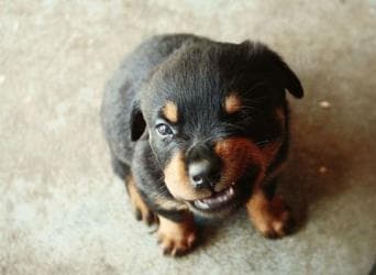 Воспитание щенка