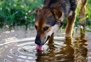 Лептоспироз у собак