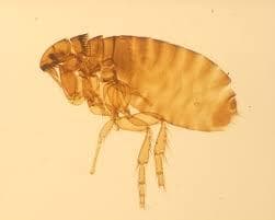 Блохи у кошек Фото