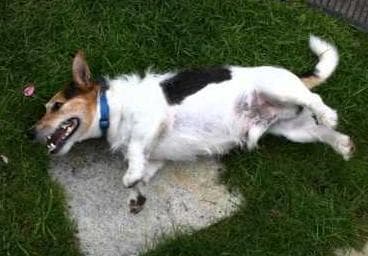 Эпилепсия у собак Фото