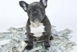 Доказательная медицина в ветеринарии Фото