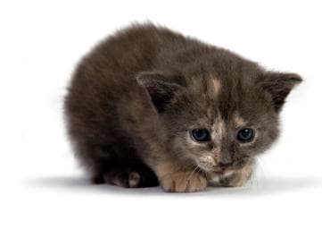 Панлейкопения у кошек Фото