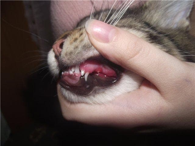 Смена молочных зубов у кошки