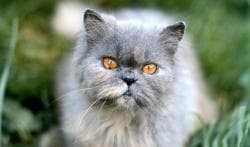 Поликистоз почек у кошек Фото