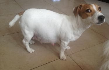 Беременность у собак Фото