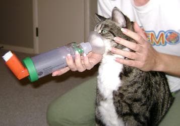Астма у кошек Фото