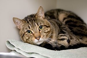 Болезни сердца у кошек Фото