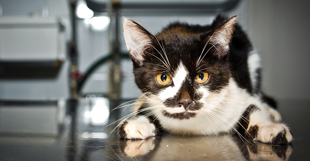 Болезни сердца у кошек Фото