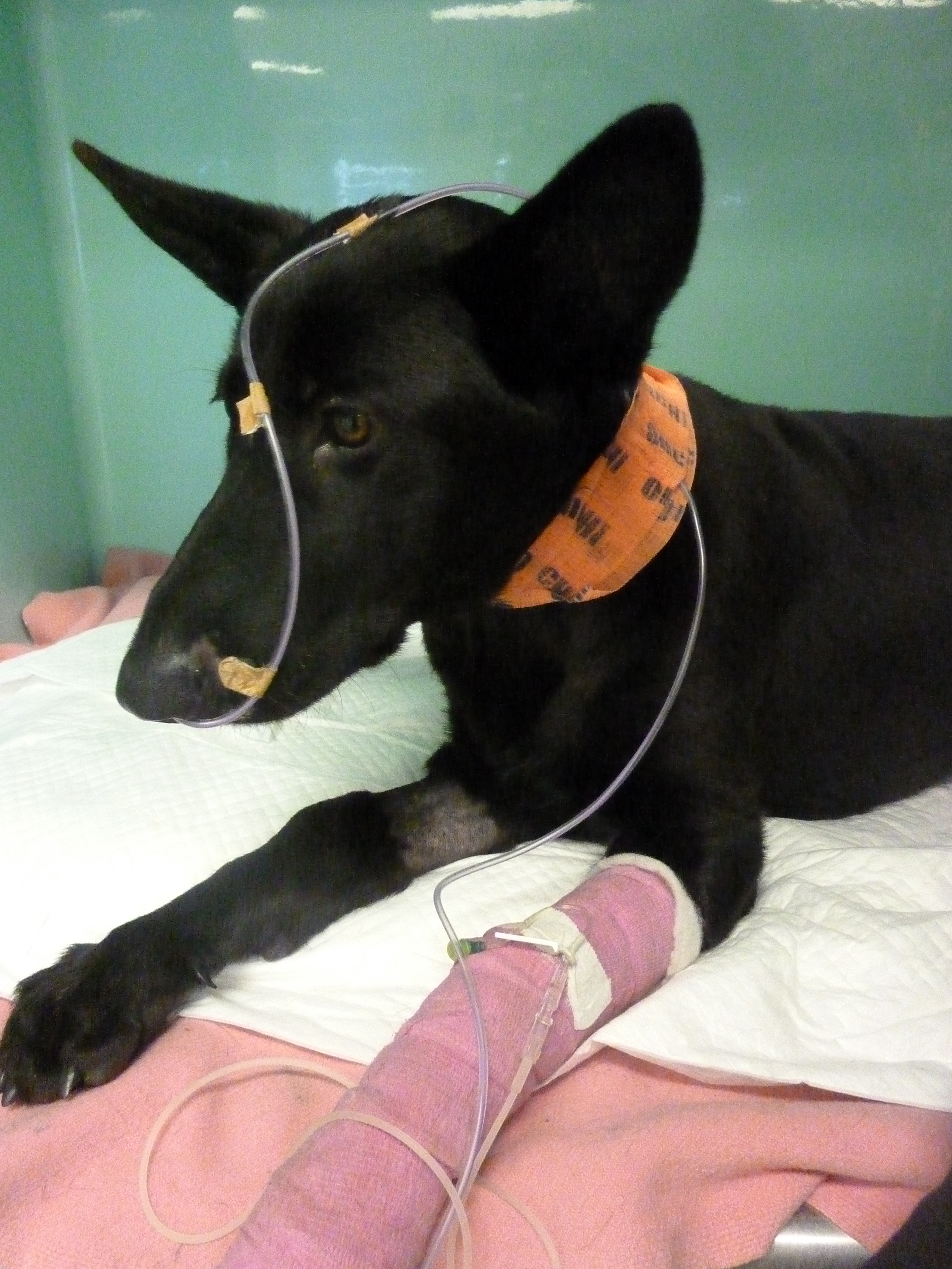 Кровотечение в брюшной полости у собак Фото