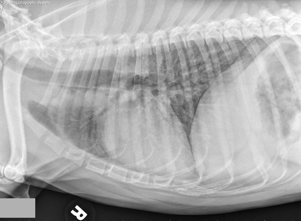 Отек легких у собак Фото