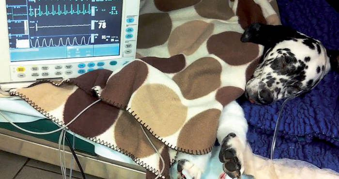 Отек Легких у собак Фото