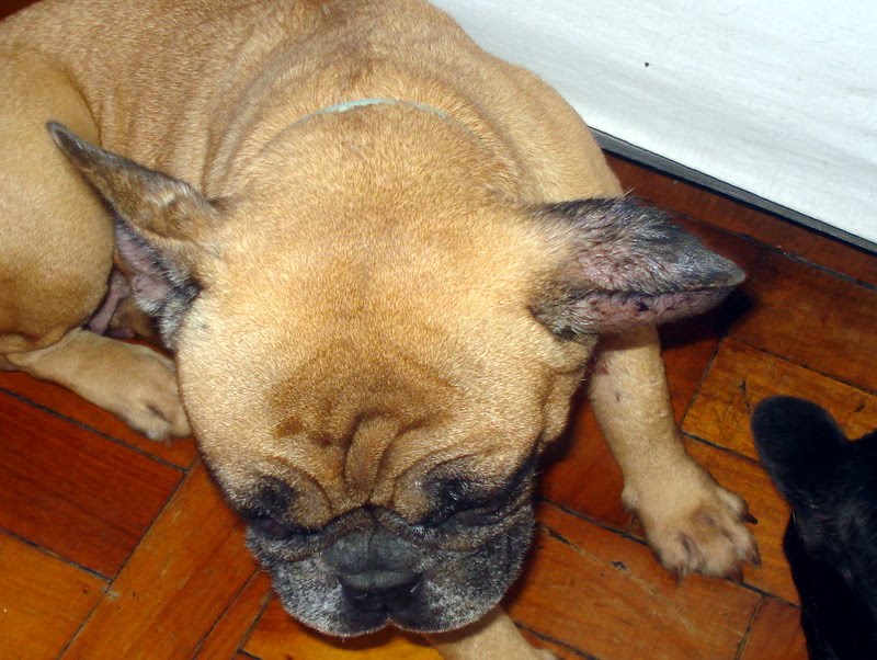 Отогематома у собаки Фото