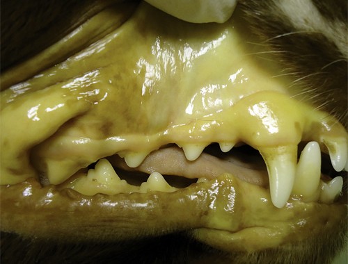 Желтые слизистые при заболевании печени у собак Фото