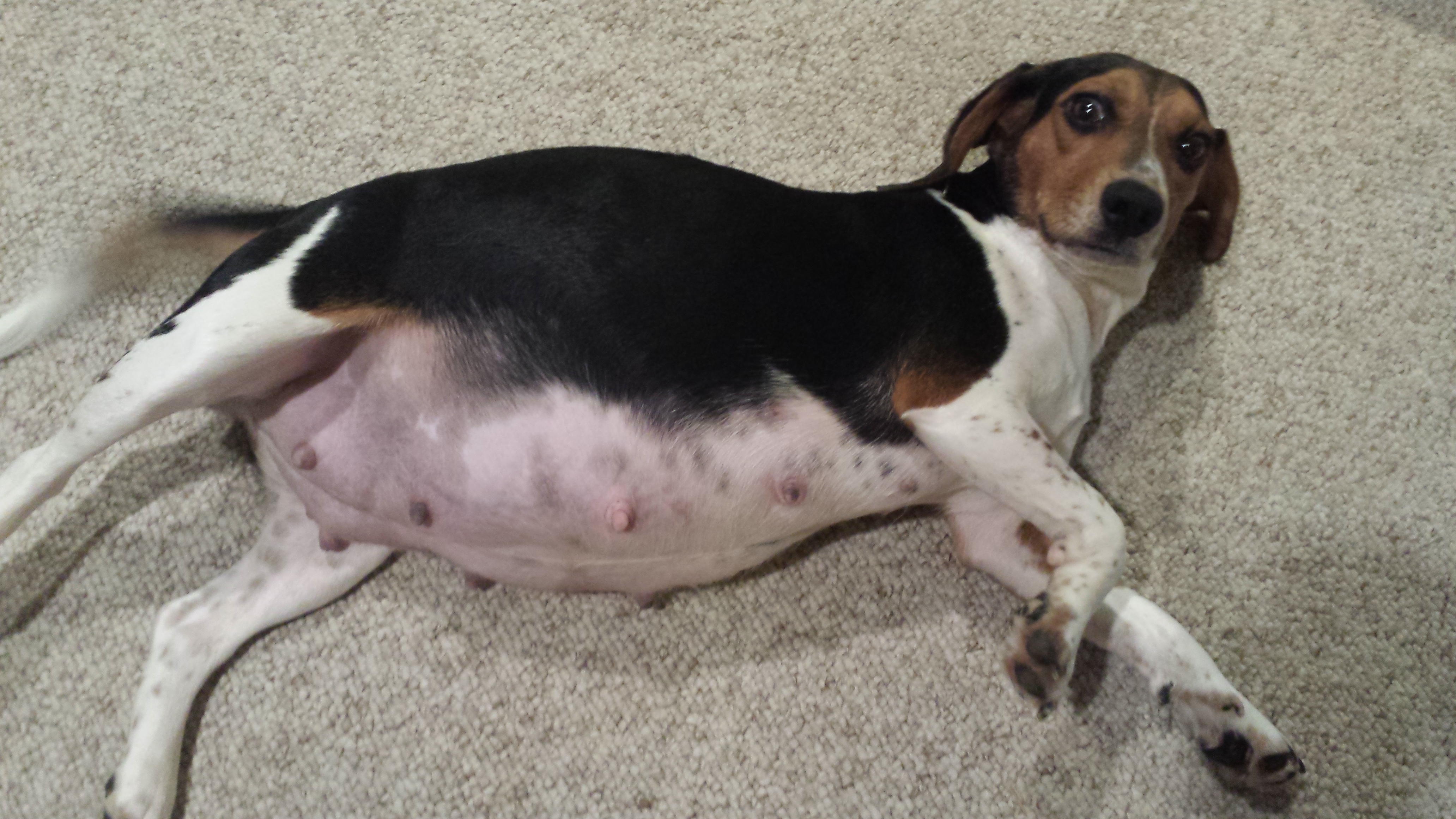 Родовспоможение у собак и кошек Фото