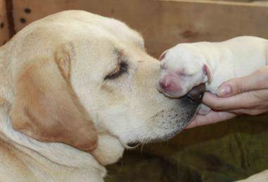 Беременность у собак Фото