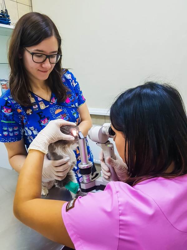 Третье веко у кошки
Фото