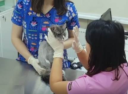 Третье веко у кошки
Фото